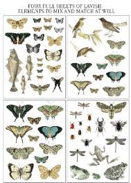 Iron Orchid Designs - Entomology Etcetera Transfer