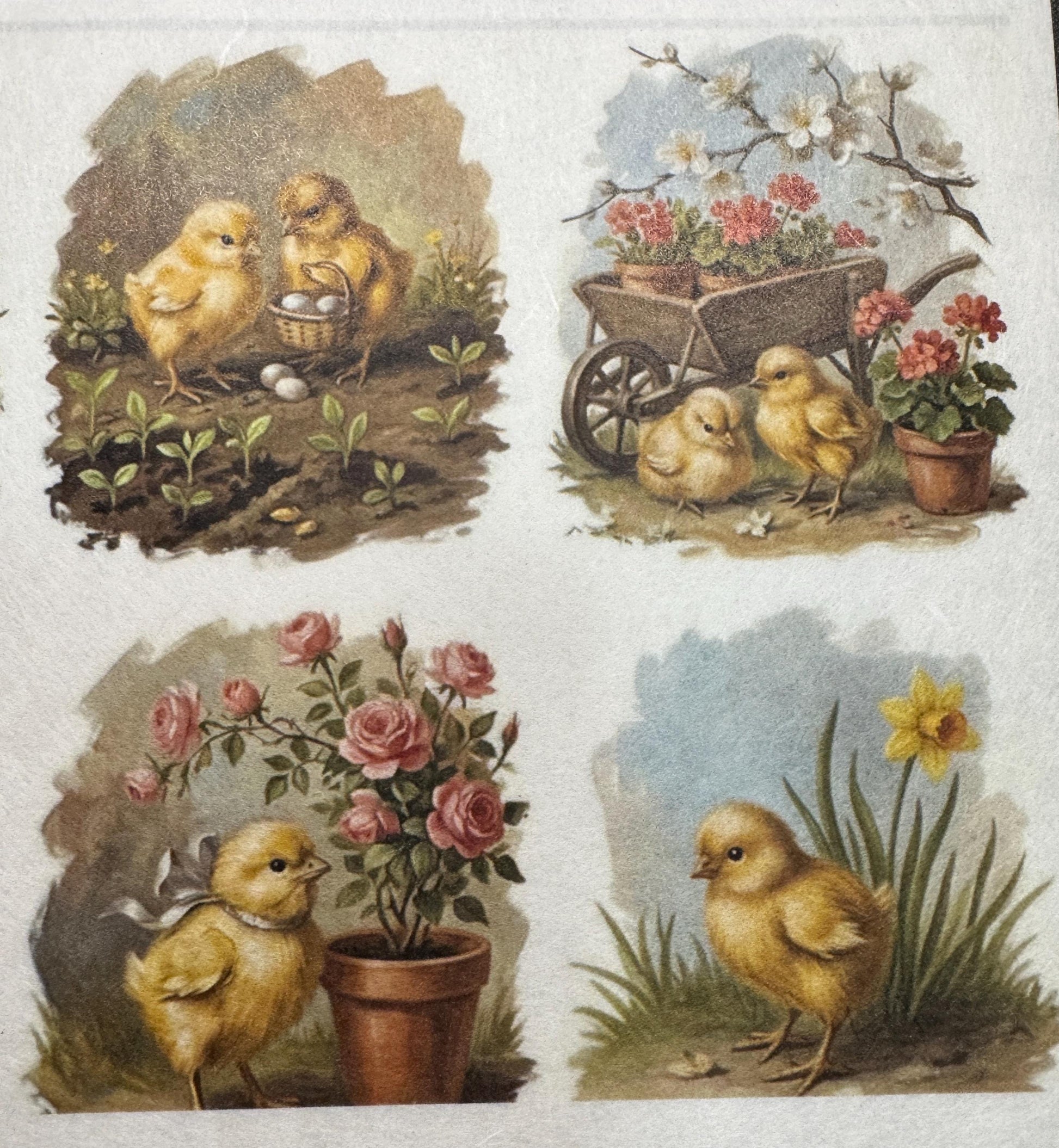 A4 Baby Chick Decoupage Rice Paper DC946 - 12 images per sheet