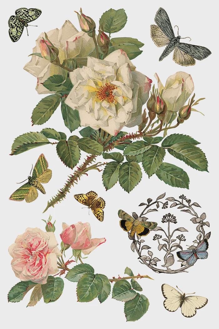 Iron Orchid Designs - By Any Other Name Transfer